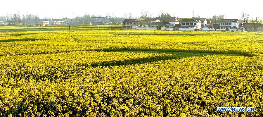 Chine: des fleurs de colza épanouies à Hanzhong (3)