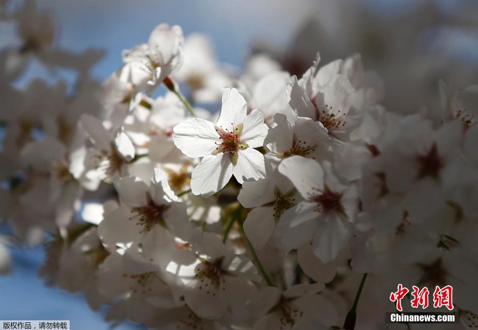 Tokyo: les sakura entrent en pleine floraison