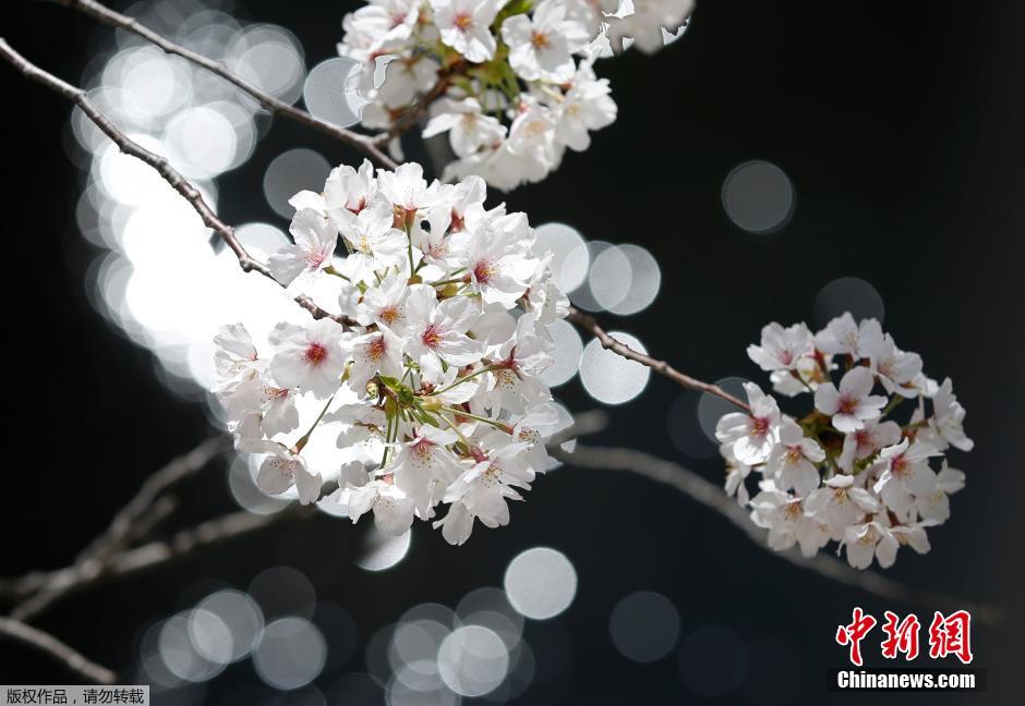 Tokyo: les sakura entrent en pleine floraison (7)