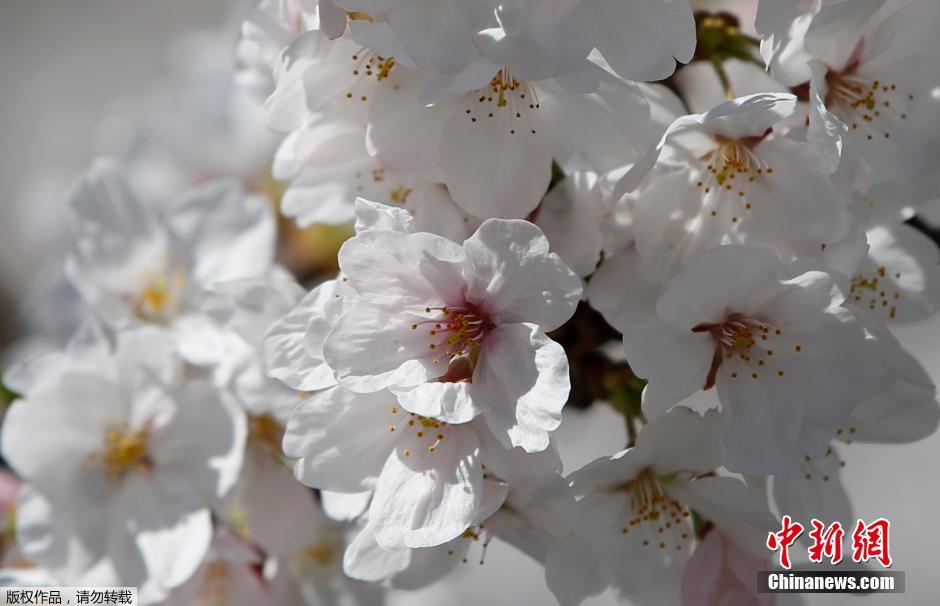 Tokyo: les sakura entrent en pleine floraison (6)