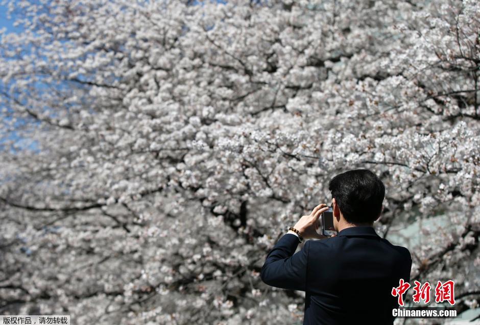 Tokyo: les sakura entrent en pleine floraison (5)