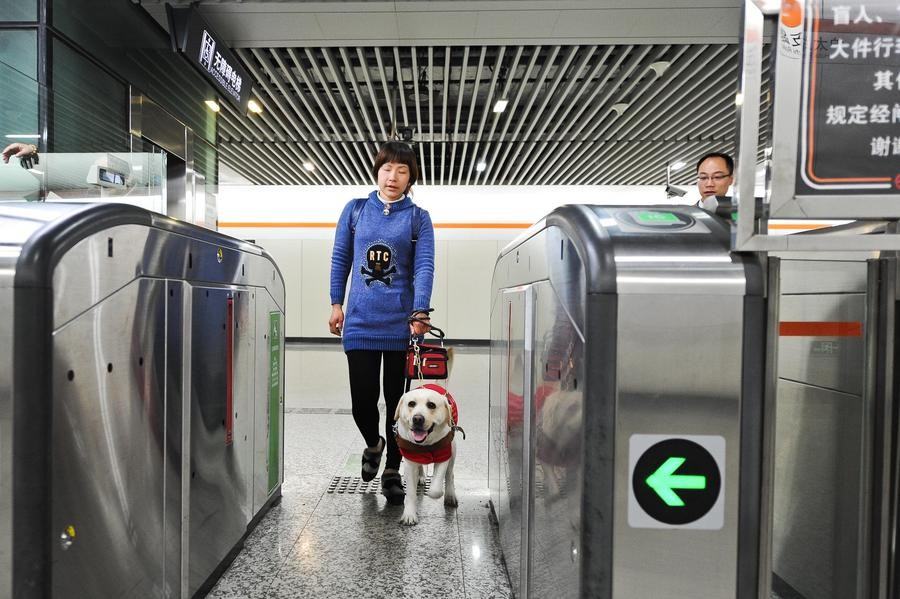 Chen Xin entre dans une station de métro avec l'aide de son chien-guide, le 1er avril à Shanghai. Le règlement permettant aux chiens-guides d'entrer les lieux publics et les transports en commun est entré en vigueur à Shanghai mardi. [Photo / Xinhua]