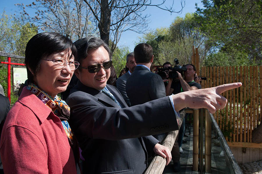 Le 9 avril 2014, l'ambassadeur de Chine en Espagne, Zhu Bangzao, rend visite au panda géant Xingbao au Zoo de Madrid. Photo Xie Haining pour Xinhua.