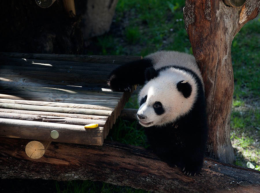 Le panda géant Xingbao s'amuse en plein air, le 9 avril à Madrid, en Espagne. Photo Xie Haining pour Xinhua.