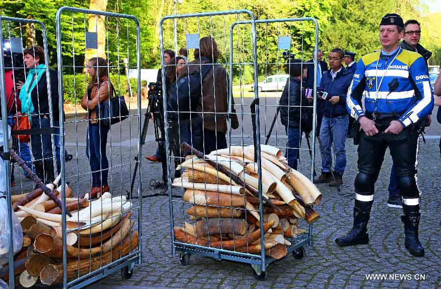 La Belgique détruit 1,5 tonne d'ivoire illégal, un signal fort contre le braconnage des éléphants (7)