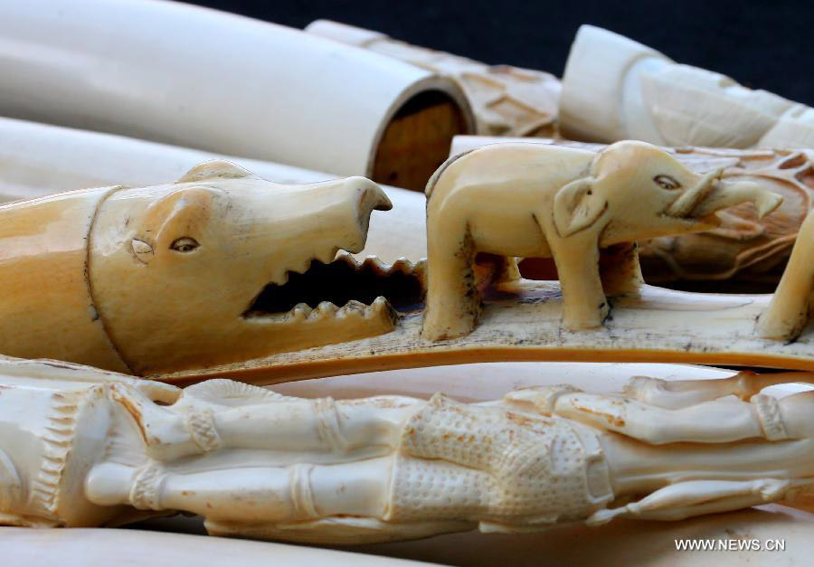 La Belgique détruit 1,5 tonne d'ivoire illégal, un signal fort contre le braconnage des éléphants (4)