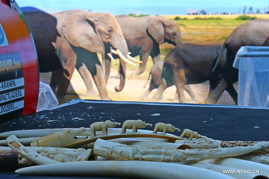 La Belgique détruit 1,5 tonne d'ivoire illégal, un signal fort contre le braconnage des éléphants (6)