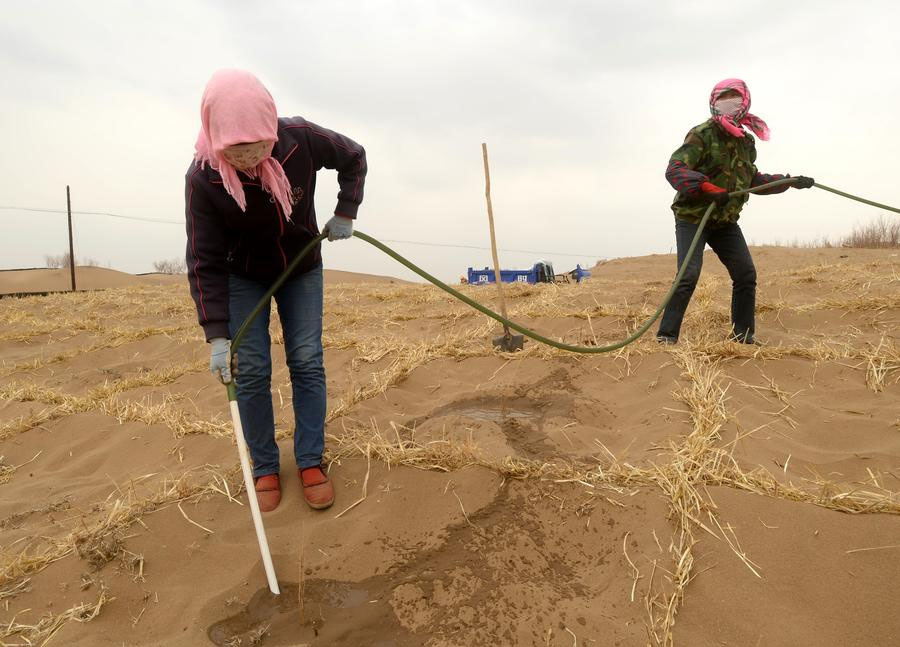 Des villageois plantent des haloxylons ammodendrons, une espèce de plante qui vit dans le sable, dans le comté de Linze, dans la province du Gansu, dans le nord-ouest de la Chine, jeudi. Le comté est situé sur la marge sud du désert de Badain Jaran et les deux tiers de son territoire sont situés à l'intérieur du désert Gobi. [Photo/Xinhua]