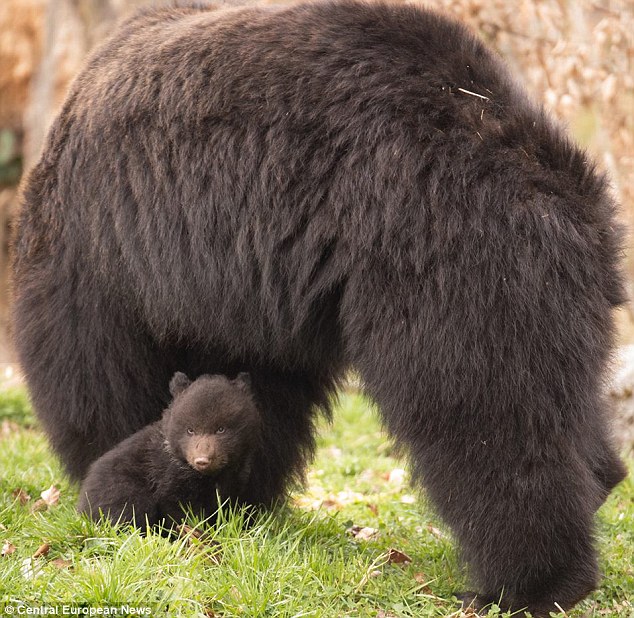 Un zoo suisse vivement critiqué de vouloir euthanaisier un ourson (8)