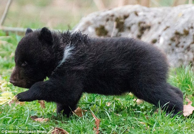 Un zoo suisse vivement critiqué de vouloir euthanaisier un ourson (2)
