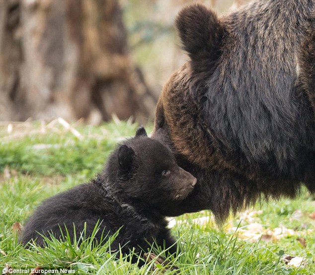 Un zoo suisse vivement critiqué de vouloir euthanaisier un ourson