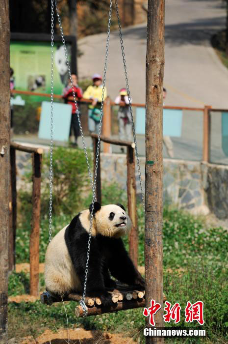 Le panda Sijia joue dans le Parc des Animaux Sauvages du Yunnan, le 14 avril 2014. 
