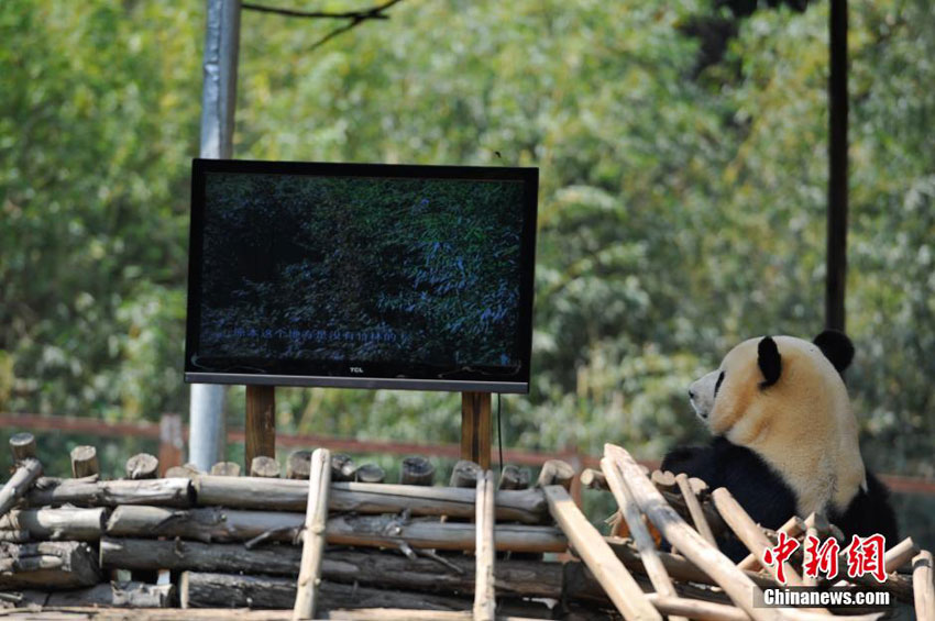 Un zoo du Yunnan installe la télévision pour redonner le moral à son panda