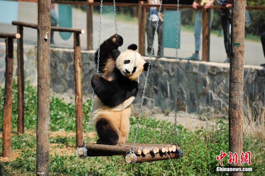 Un employé installe un panda en peluche qui va servir de nouveau voisin à Sijia dans le Parc des Animaux Sauvages du Yunnan, le 14 avril 2014. 