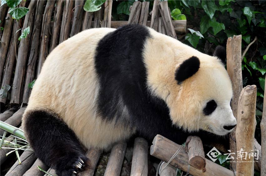 Le panda Sijia joue sur une balançoire dans le Parc des Animaux Sauvages du Yunnan, le 14 avril 2014. 