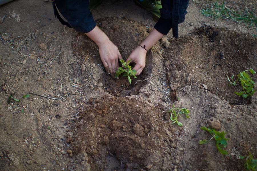 Xing Zhen sème des plants de tomates, ils ont appelé leur maison le "lab en autosuffisance". Le couple a choisi une mode de vie totalement autonome.[Photo/qq.com]