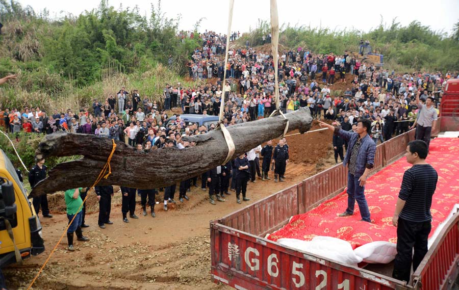 Un ébène de 4000 ans découvert en Chine