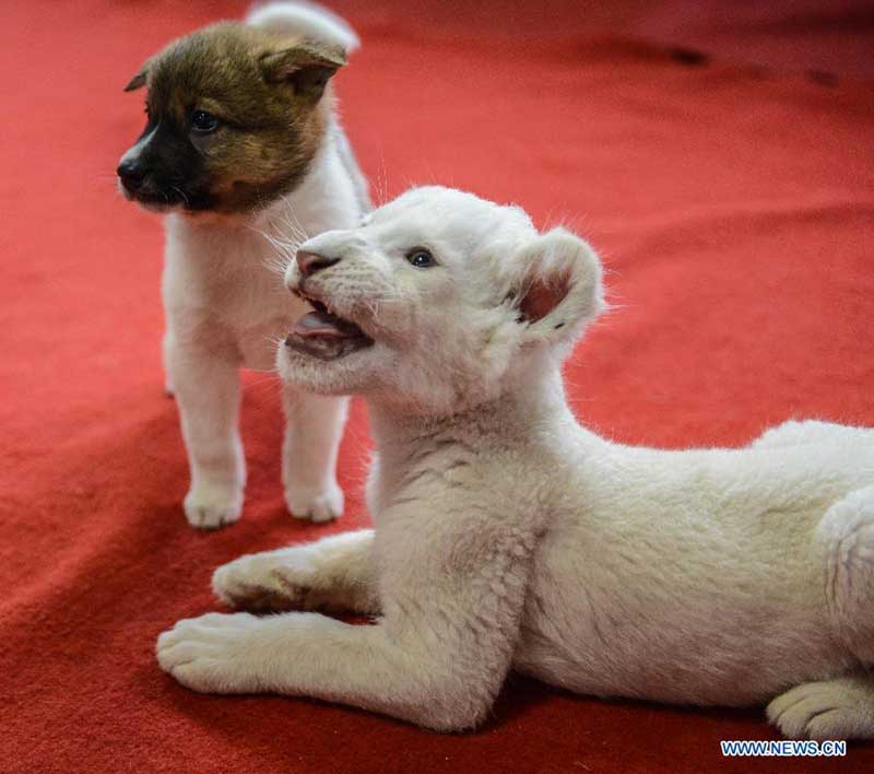 Un lion blanc de deux mois joue avec un chiot dans un parc animalier à Hangzhou, capitale de la province du Zhejiang, dans l'est de la Chine, le 21 avril 2014. Le lionceau blanc est né à Hangzhou en février. Comme sa mère a refusé de le nourrir, une chienne a été amenée ici par le personnel du parc pour lui servir de nourrice. [Photo/Xinhua]