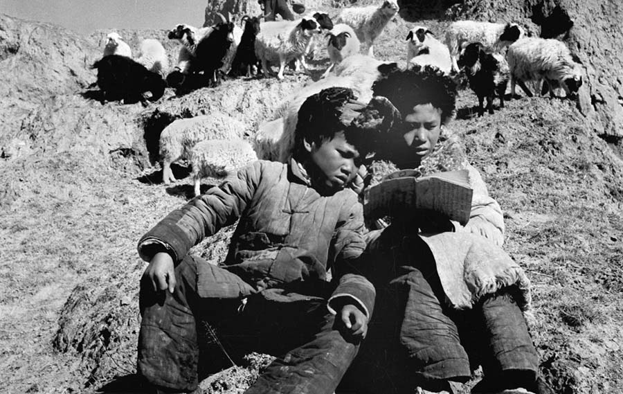 En 1951, dans la province chinoise du Qinghai, deux garçons dévorent un livre tout en gardant leurs moutons. (Photo : Xinhua)