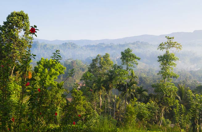 15. La réserve forestière de Sinharâja (Sri Lanka)