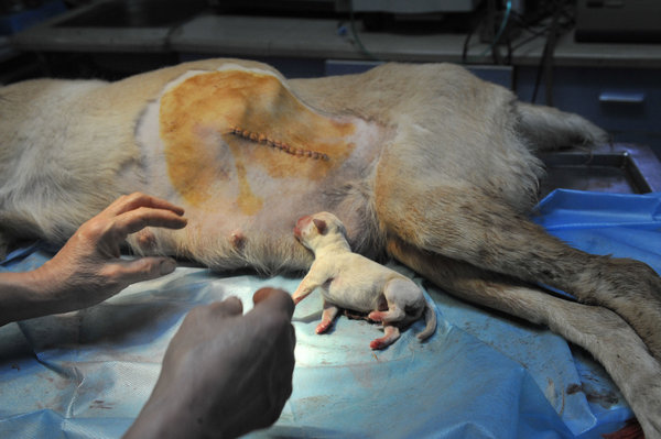 Une chienne Labrador donne naissance à 14 chiots à Fuzhou (2)