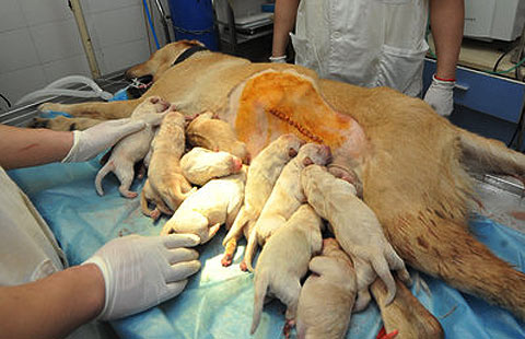 Une chienne Labrador donne naissance à 14 chiots à Fuzhou (5)