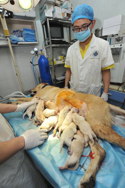 Une chienne Labrador donne naissance à 14 chiots à Fuzhou (4)