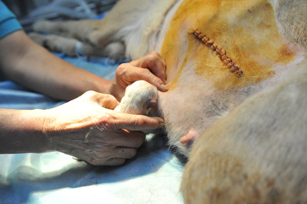 Une chienne Labrador donne naissance à 14 chiots à Fuzhou (3)