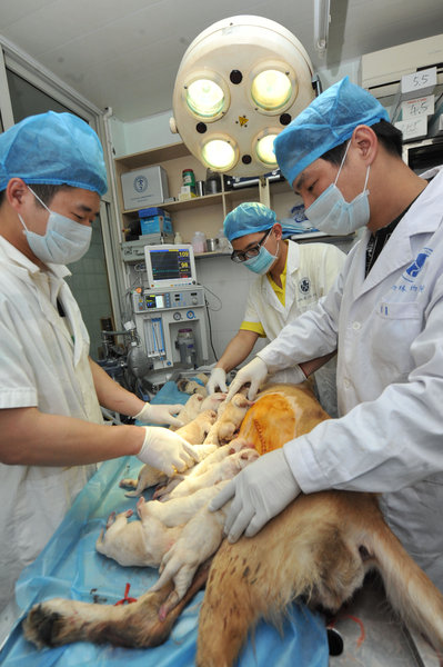 Une chienne Labrador donne naissance à 14 chiots à Fuzhou