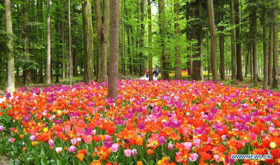 Des tulipes s'épanouissent en Slovénie