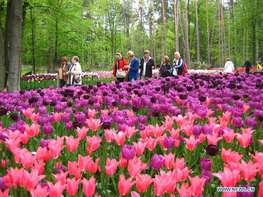 Des tulipes s'épanouissent en Slovénie (3)