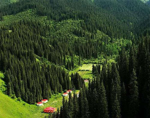 Les forêts d'épicéas (Tibet)