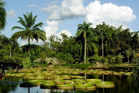 La jungle du Xishuangbanna (Yunnan)