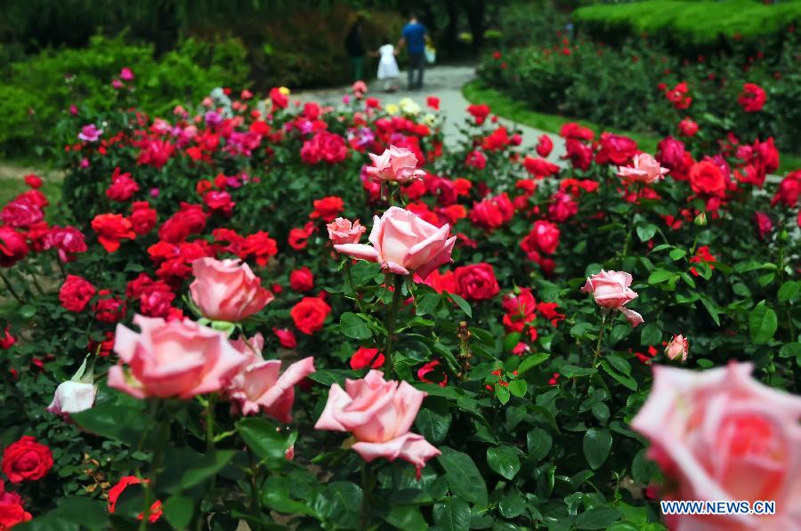 Des rosiers de Chine s'épanouissent à Beijing (2)