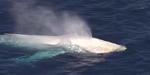 Une rarissime baleine blanche aperçue au large de l'Australie