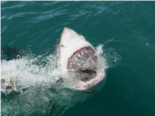 Un requin blanc géant de 7 mètres repéré à 100 mètres d’une plage australienne