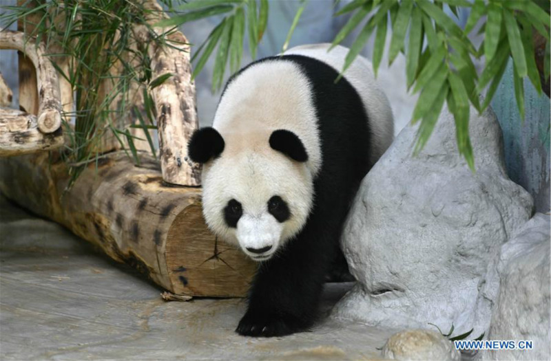 Chine : deux pandas géants célèbrent leur 6e anniversaire