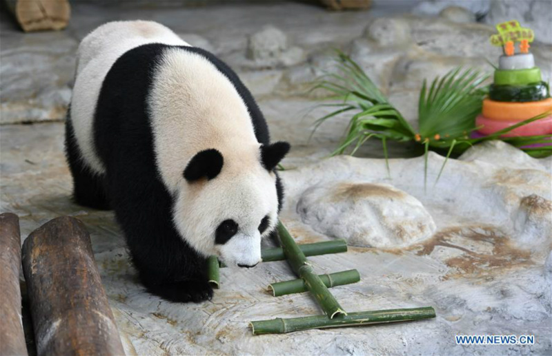 Chine : deux pandas géants célèbrent leur 6e anniversaire