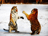 Chine: la naissance de 91 tigres de Sibérie 