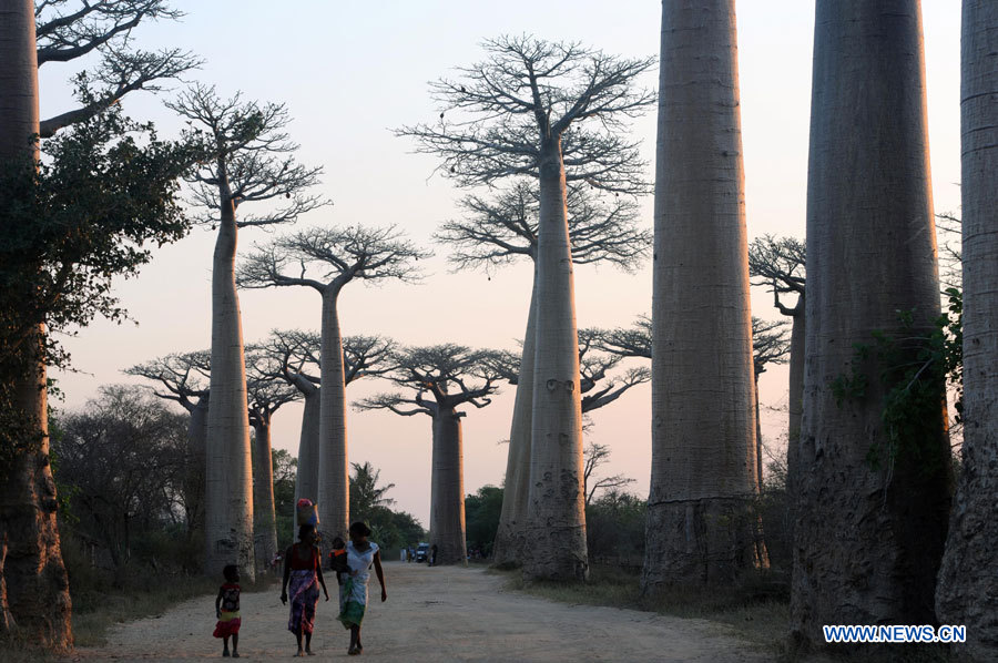 Des gens marchent sur l'avenue des baobabs dans la région du Menabe, dans l'ouest de Madagascar, le 7 octobre 2012. Le baobab est un symbole de Madagascar et l'avenue des baobabs est l'un des endroits les plus visités de l'île.