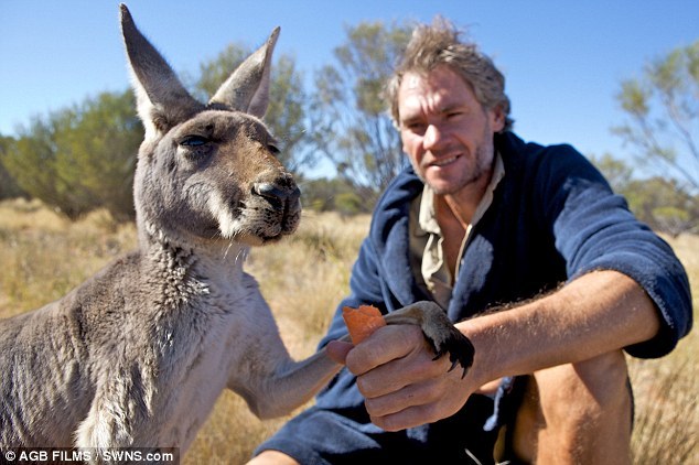 L'Australien Chris Barnes et son orphelinat de kangourous