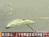 Sichuan:des milliers de canards retrouvés morts 